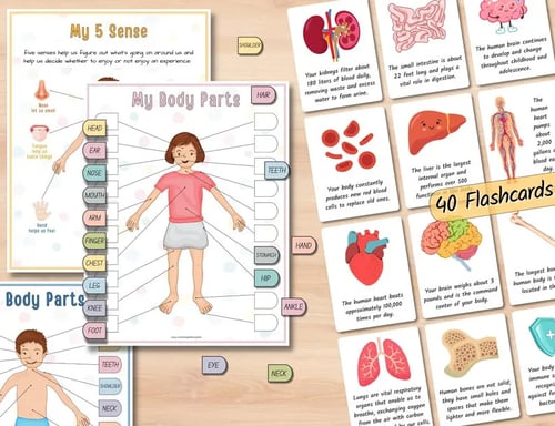Human Anatomy Busy Bookš„BUY 2 FREE SHIPPING
