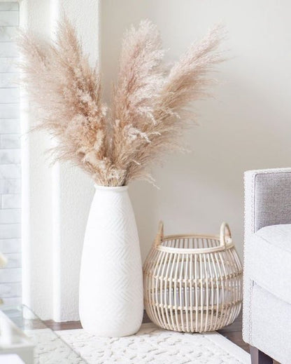 Large Snow White Pampas Grass
