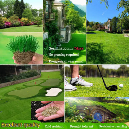 Evergreen Dwarf Grass Seed