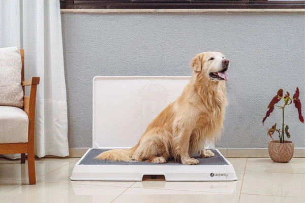 Weasy Smart Dog Potty