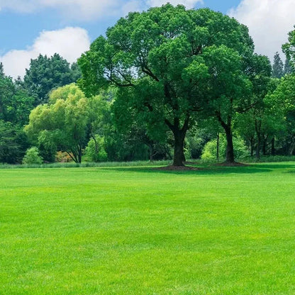 Evergreen Dwarf Grass Seed