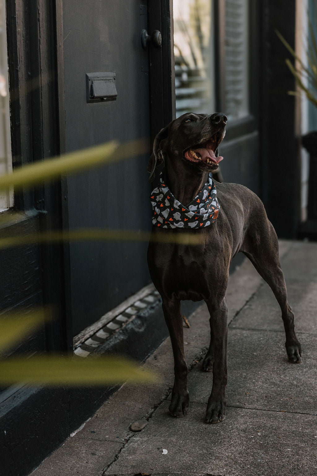 SpookyPaws Ghost Dog Scarf