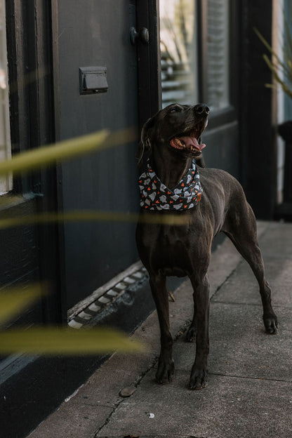 SpookyPaws Ghost Dog Scarf