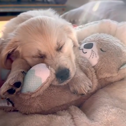 Sleepy Otter