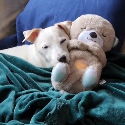 Sleepy Otter