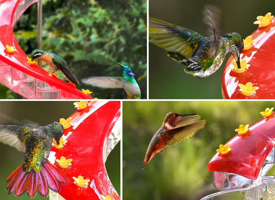 🔥Last Day Promotion 50% - DNA Helix 32-Port Hummingbird Feeder