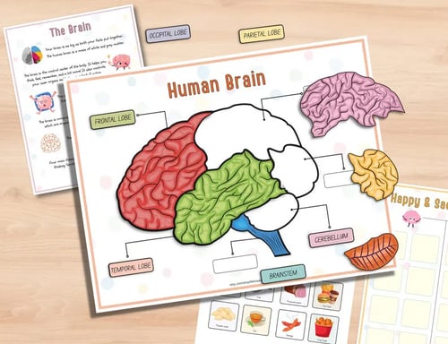Human Anatomy Busy Book🔥BUY 2 FREE SHIPPING