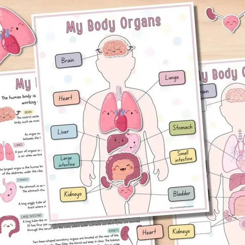 Human Anatomy Busy Book🔥BUY 2 FREE SHIPPING