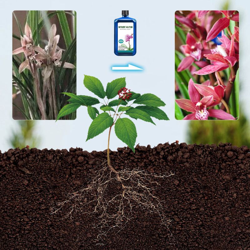 Orchids Plant Concentrated Nutrient Solution