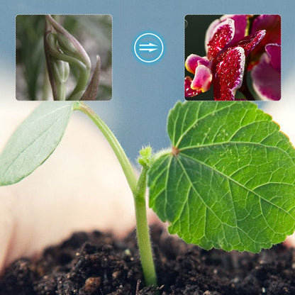Orchids Plant Concentrated Nutrient Solution