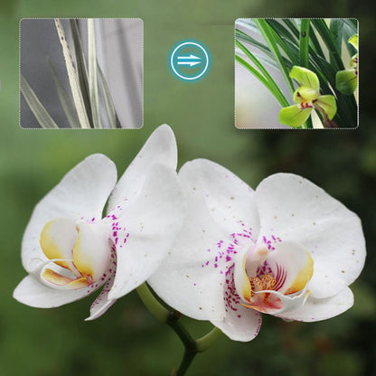 Orchids Plant Concentrated Nutrient Solution