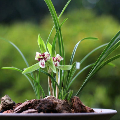 Orchids Plant Concentrated Nutrient Solution
