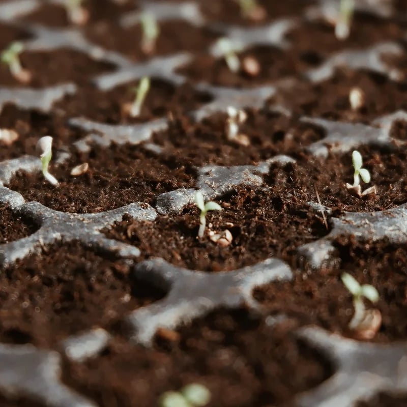 Spring Hot Sale 50% OFF✨ - Premium Organic Coconut Coir Bricks for Plants