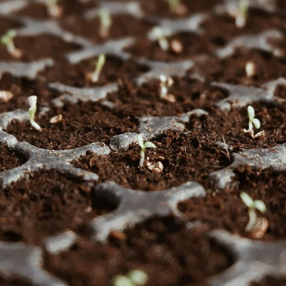 Spring Hot Sale 50% OFF✨ - Premium Organic Coconut Coir Bricks for Plants