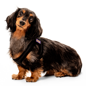 Secure Mesh Harness