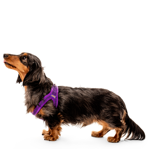 Secure Mesh Harness