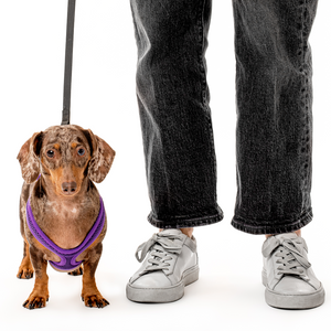 Secure Mesh Harness