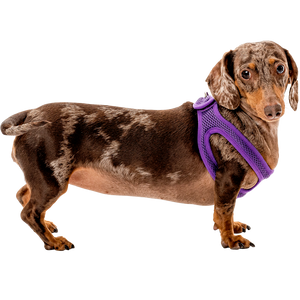 Secure Mesh Harness