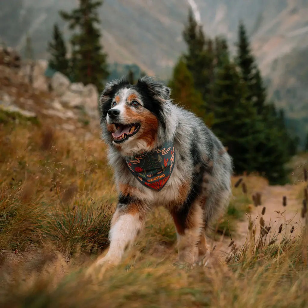 TrailPaws Adventure Bowl Bandana