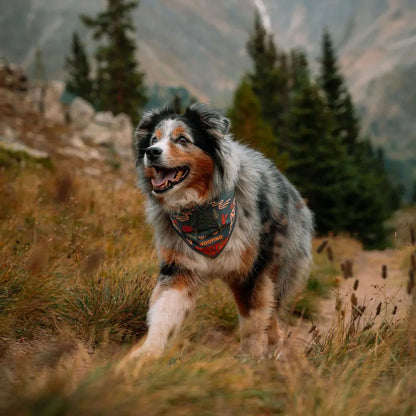 TrailPaws Adventure Bowl Bandana