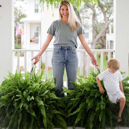 🔥Spring Celebration Exclusive! 🌿Get the UV-Resistant Lifelike Artificial Boston Fern for Just $9.98 🎁 SAVE 75%!