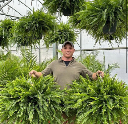 🔥Spring Celebration Exclusive! 🌿Get the UV-Resistant Lifelike Artificial Boston Fern for Just $9.98 🎁 SAVE 75%!