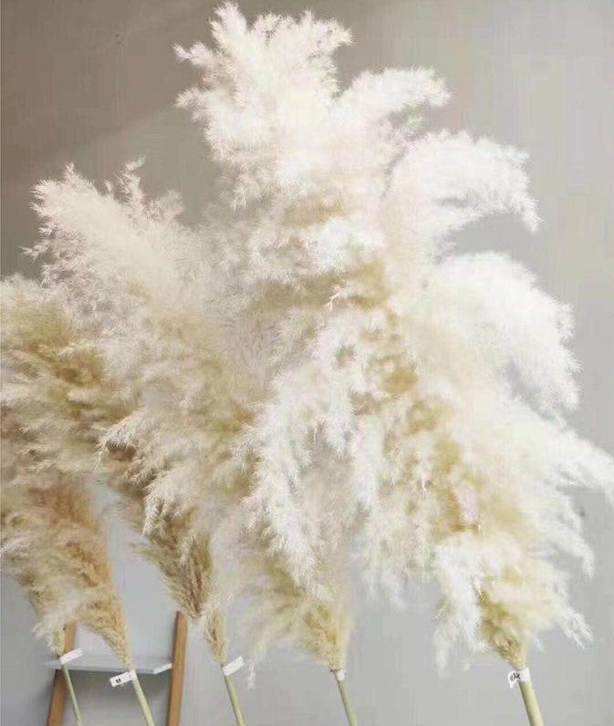 Large Snow White Pampas Grass